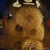 Thumbnail for Kerzenhalter mit echten Pusteblumen im Set - Handmade by Doris